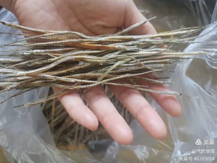 海龙来啦